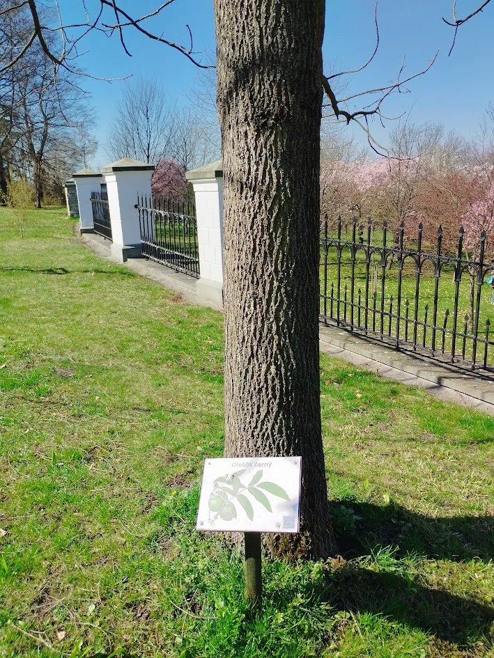 QR kód u stromu